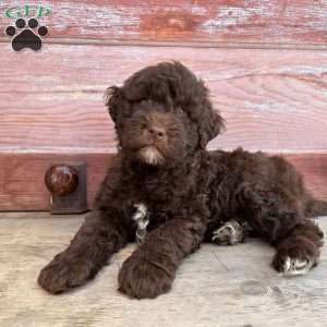 Birch, Portuguese Water Dog Puppy