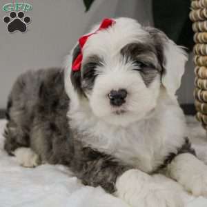 Gwyneth, Old English Sheepdog Mix Puppy