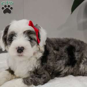 Gwyneth, Old English Sheepdog Mix Puppy