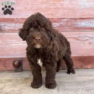 Birch, Portuguese Water Dog Puppy