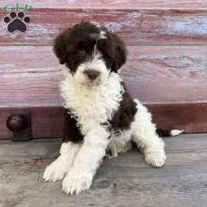 Laurel, Portuguese Water Dog Puppy
