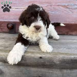 Laurel, Portuguese Water Dog Puppy