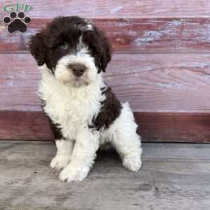 Laurel, Portuguese Water Dog Puppy
