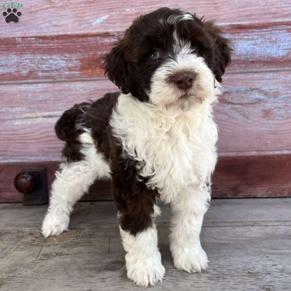 Laurel, Portuguese Water Dog Puppy