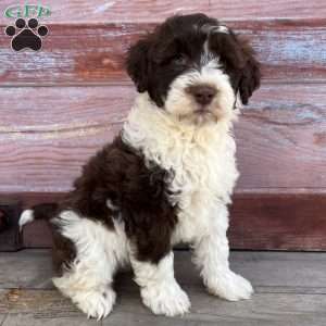 Laurel, Portuguese Water Dog Puppy