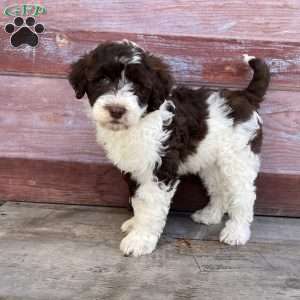 Laurel, Portuguese Water Dog Puppy