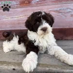 Laurel, Portuguese Water Dog Puppy