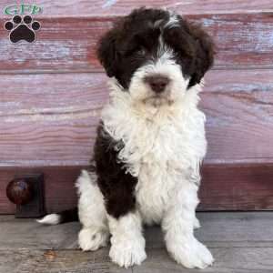Laurel, Portuguese Water Dog Puppy