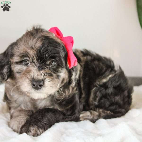 Katrina, Portuguese Water Dog Mix Puppy