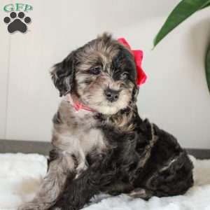 Katrina, Portuguese Water Dog Mix Puppy