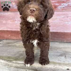 Oban, Portuguese Water Dog Puppy