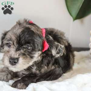 Katrina, Portuguese Water Dog Mix Puppy