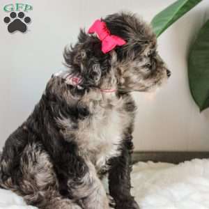 Katrina, Portuguese Water Dog Mix Puppy