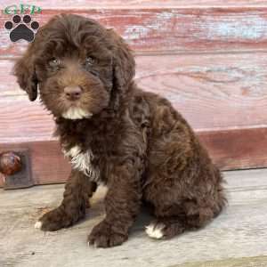 Oban, Portuguese Water Dog Puppy