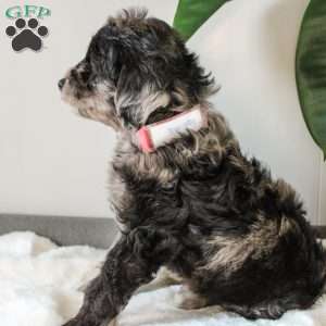 Katrina, Portuguese Water Dog Mix Puppy