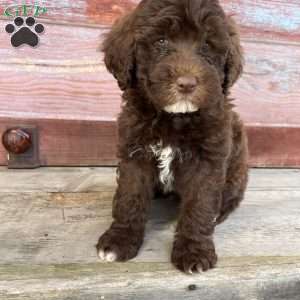 Oban, Portuguese Water Dog Puppy