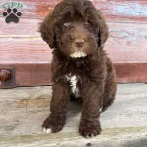 Oban, Portuguese Water Dog Puppy