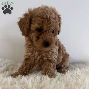 Buddy, Toy Poodle Puppy