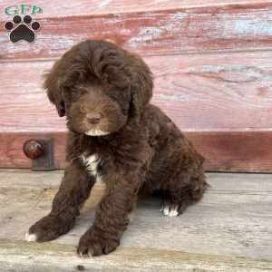 Oban, Portuguese Water Dog Puppy