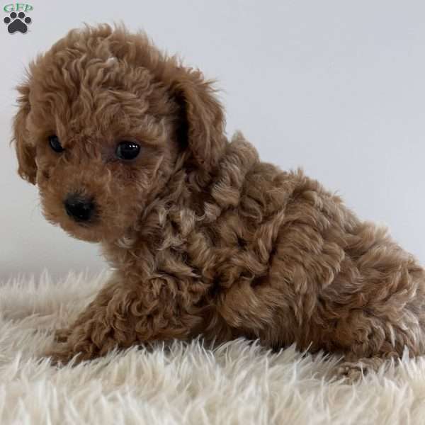 Buddy, Toy Poodle Puppy