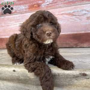 Oban, Portuguese Water Dog Puppy