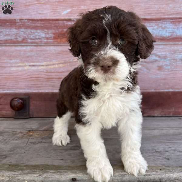 Leah, Portuguese Water Dog Puppy