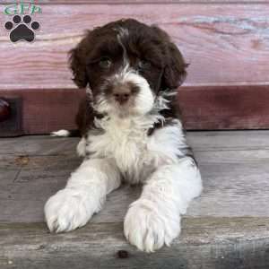 Leah, Portuguese Water Dog Puppy