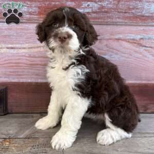 Leah, Portuguese Water Dog Puppy