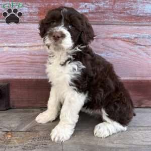 Leah, Portuguese Water Dog Puppy