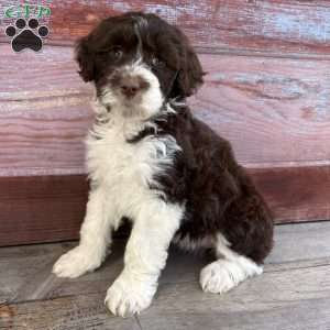 Leah, Portuguese Water Dog Puppy