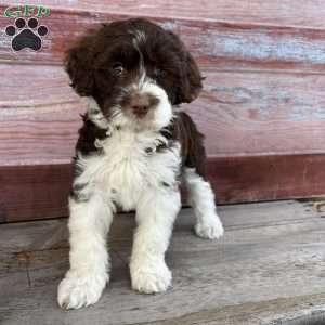 Leah, Portuguese Water Dog Puppy