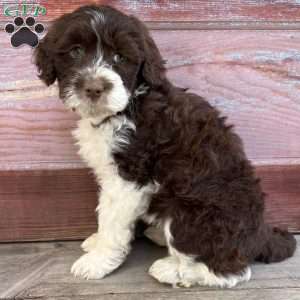 Leah, Portuguese Water Dog Puppy