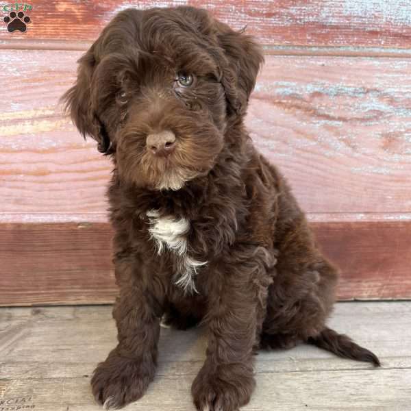 Fort, Portuguese Water Dog Puppy