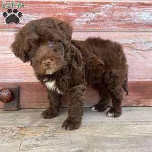 Fort, Portuguese Water Dog Puppy