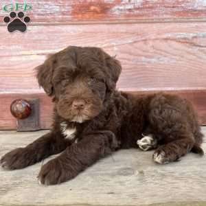 Fort, Portuguese Water Dog Puppy