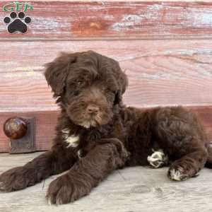 Fort, Portuguese Water Dog Puppy