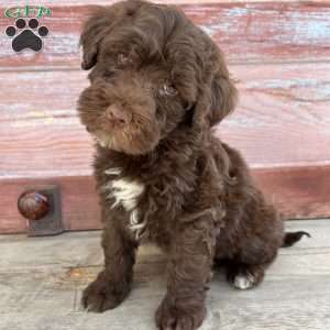 Fort, Portuguese Water Dog Puppy