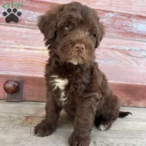 Fort, Portuguese Water Dog Puppy