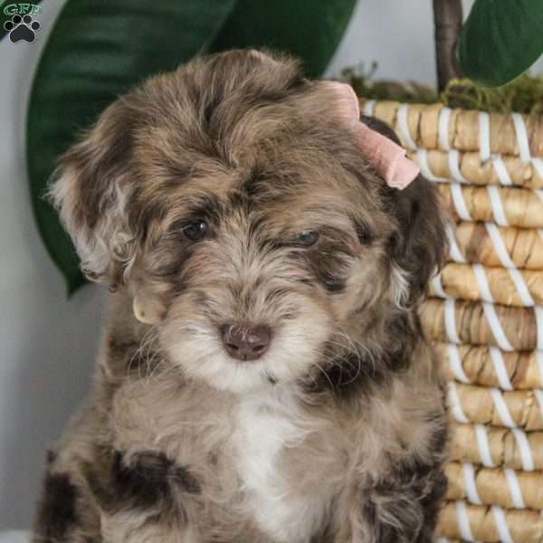 Jessica, Portuguese Water Dog Mix Puppy