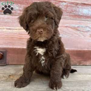 Fort, Portuguese Water Dog Puppy