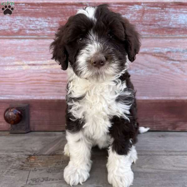 Belle, Portuguese Water Dog Puppy