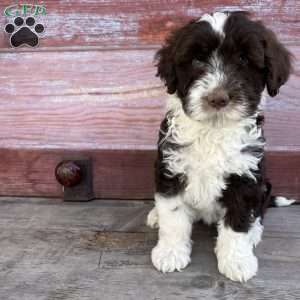 Belle, Portuguese Water Dog Puppy