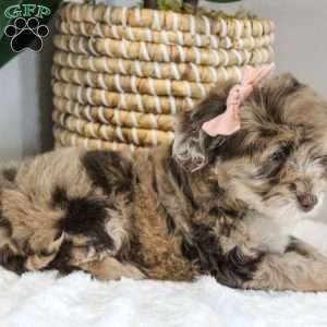 Jessica, Portuguese Water Dog Mix Puppy