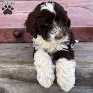 Belle, Portuguese Water Dog Puppy