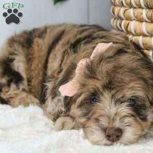 Jessica, Portuguese Water Dog Mix Puppy