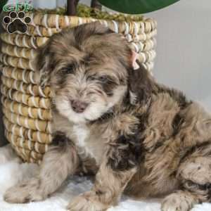 Jessica, Portuguese Water Dog Mix Puppy