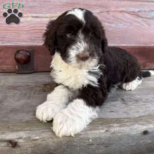 Belle, Portuguese Water Dog Puppy