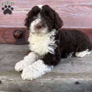 Belle, Portuguese Water Dog Puppy