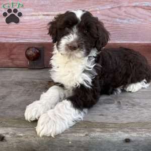 Belle, Portuguese Water Dog Puppy