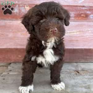 Cherry, Portuguese Water Dog Puppy